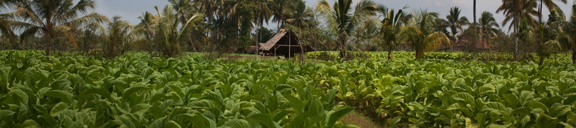 sustainability_good_agricultural_practices_1920x429